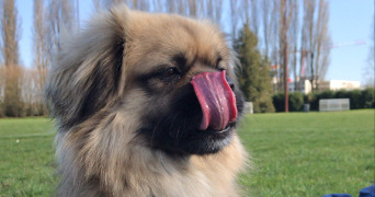 axelle pet sitter à LONGJUMEAU 91160_2