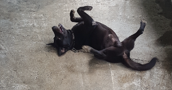 maxime pet sitter à POISSY 78300_6
