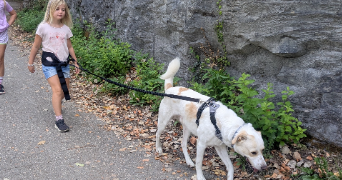 celine pet sitter à SEYSSINS 38180_5