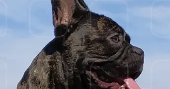 elise pet sitter à ETOUY 60600