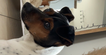 laura pet sitter à MEULERS 76510_3