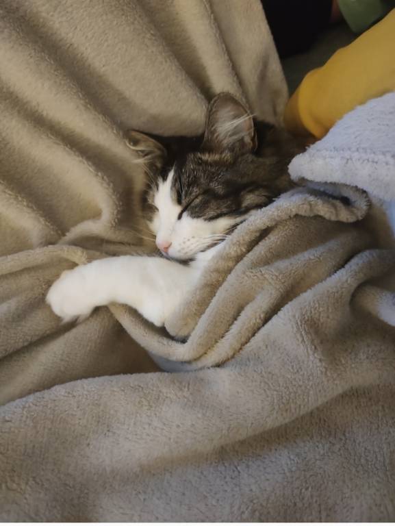 Marie cat sitter à Maisons-Alfort 94700_2