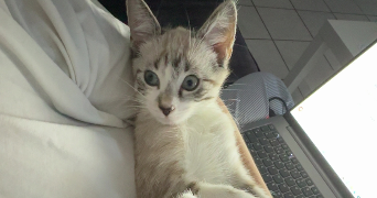 hasna pet sitter à ST FONS 69190_2