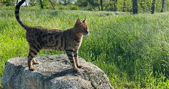 nérimène pet sitter à NEUF BRISACH 68600