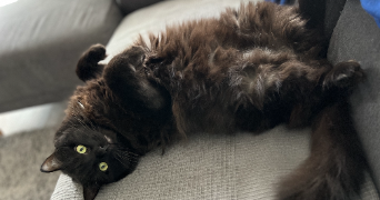 valentine pet sitter à MILLY LA FORET 91490_1
