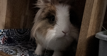 fanny pet sitter à ST MICHEL SUR ORGE 91240_5