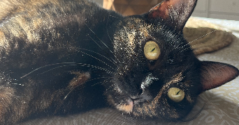 rémi pet sitter à Béziers 34500_5