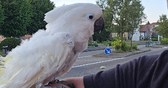 christophe pet sitter à ARRY 57680_3