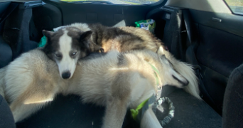 léa pet sitter à Colomiers 31700_9