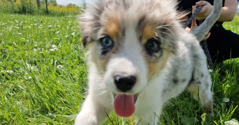adeline pet sitter à VILLENEUVE LA GARENNE 92390_3