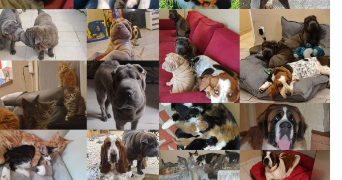 clothildra pet sitter à ST OUEN DE THOUBERVILLE 27310_0