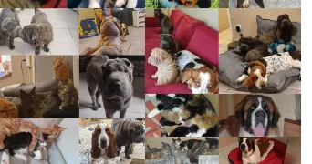 clothildra pet sitter à ST OUEN DE THOUBERVILLE 27310