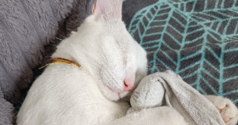 alicia pet sitter à Mirville 76210_1