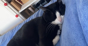 luna pet sitter à PESSAC 33600_3