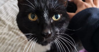 lina pet sitter à BLANQUEFORT 33290_1