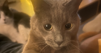 magaly pet sitter à GRENOBLE 38000_6