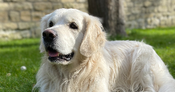 diane pet sitter à MAREIL MARLY 78750_1