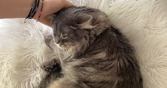 lucie pet sitter à LA VILLE DU BOIS 91620_7