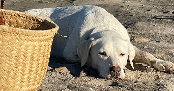 claire pet sitter à ST MARTIN DE CRAU 13310_2