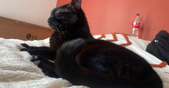 camille pet sitter à IRIGNY 69540_0