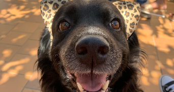 océane pet sitter à ROGNAC 13340_3