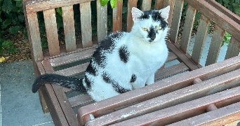 violette pet sitter à CLOYES LES TROIS RIVIERES 28220_4