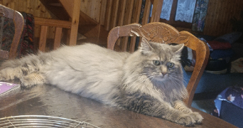 anaïs pet sitter à LIVRY GARGAN 93190_1