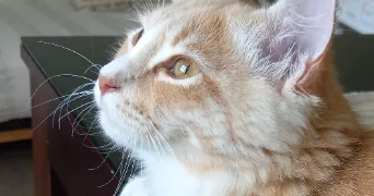estelle pet sitter à CHESSY 69380