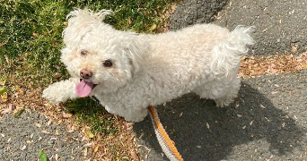 luane pet sitter à BOURG EN BRESSE 01000_1