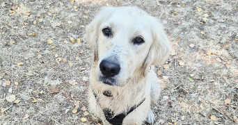 giarmis pet sitter à MONTREUIL 93100_2