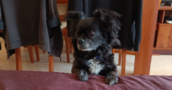 alicia pet sitter à VERT LE PETIT 91710_4