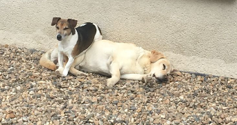 laurie pet sitter à MIRIBEL 01700_5