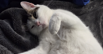 steeve pet sitter à ST BARTHELEMY D ANJOU 49124_2