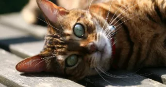 adeline pet sitter à VIENNE 38200