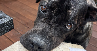 déborah  pet sitter à BETHENIVILLE 51490_3