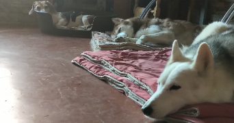 mélody  pet sitter à LA ROCHE GUYON 95780_2