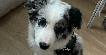 marina pet sitter à Mont saint aignan 76130_2