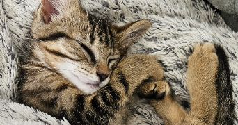 caroline pet sitter à CRAPONNE 69290_3