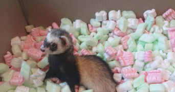 marie-caroline pet sitter à CAUDEBEC LES ELBEUF 76320_4