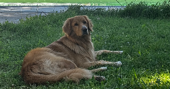 selin pet sitter à CHAMPAGNIER 38800_4