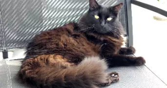 marielle pet sitter à CLERMONT FERRAND 63100