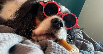 emilie pet sitter à MARMAGNE 18500_1