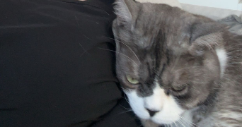 lorine pet sitter à ENSISHEIM 68190_1