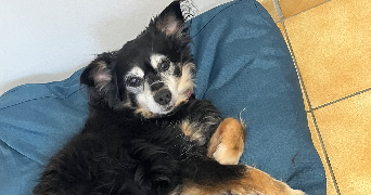 caroline pet sitter à LA CELLE SUR MORIN 77515_1