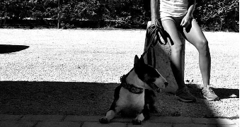 justine dog sitter à CHAVANOZ 38230_1