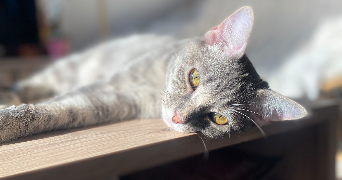 lola pet sitter à AUNEUIL 60390_1