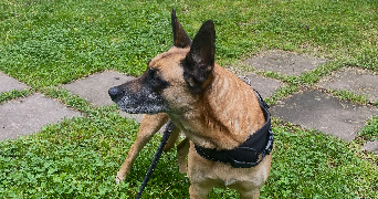 alice pet sitter à ST ETIENNE 42000_7