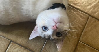 laura pet sitter à VILLEURBANNE 69100_3