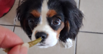 claire pet sitter à VITRY SUR SEINE 94400_9