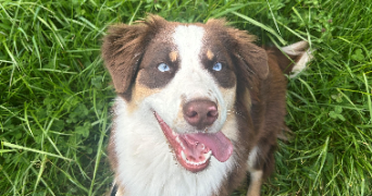 axelle pet sitter à LYON 06 69006_2